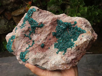 Natural Extra Large Classic Dioptase Specimen With Deep Emerald Crystals x 1 From Congo - TopRock