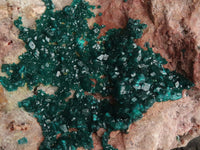 Natural Extra Large Classic Dioptase Specimen With Deep Emerald Crystals x 1 From Congo - TopRock