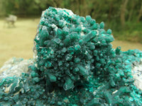 Natural Spectacular Museum Dioptase Specimen  x 1 From Congo - TopRock