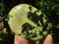 Polished Extra Large Leopard Stone Gallets  x 6 From Zimbabwe - TopRock