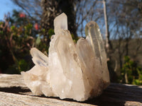 Natural Smokey Quartz Specimens With Tangerine Colouration  x 35 From Madagascar