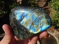 Polished Labradorite Standing Free Forms  x 6 From Tulear, Madagascar