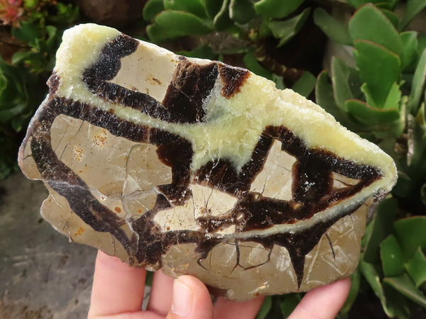 Polished Septaria (Calcite & Aragonite) Slices  x 3 From Madagascar - TopRock