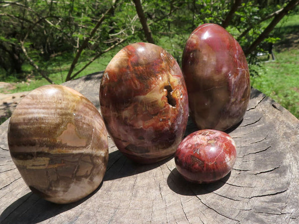 Polished Petrified Red Podocarpus Wood Standing Free Forms x 4 From Madagascar - TopRock