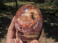 Polished Petrified Red Podocarpus Wood Standing Free Forms x 4 From Madagascar - TopRock