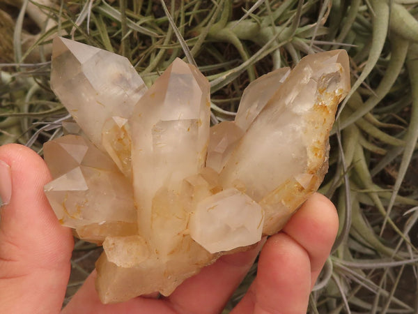 Natural Gorgeous Classic Hematoid Quartz Specimens  x 6 From Karoi, Zimbabwe - TopRock