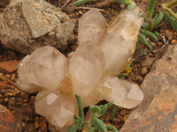 Natural Gorgeous Classic Hematoid Quartz Specimens  x 6 From Karoi, Zimbabwe - TopRock