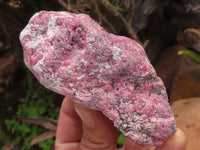 Natural Rosey Red Rhodonite Rough Specimens  x 6 From Zimbabwe - TopRock