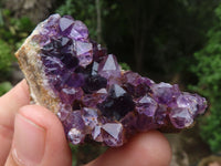 Natural Small Dark Amethyst Crystal Plate Specimens  x 24 From Zululand, South Africa - TopRock