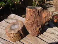 Polished Petrified Wood Branch Pieces x 2 From Gokwe, Zimbabwe