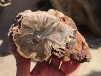 Polished Petrified Wood Branch Pieces x 2 From Gokwe, Zimbabwe