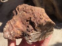 Polished Petrified Wood Branch Pieces x 2 From Gokwe, Zimbabwe