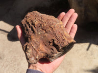 Polished Petrified Wood Branch Pieces x 2 From Gokwe, Zimbabwe