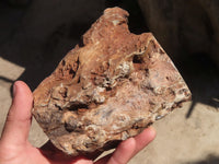 Polished Petrified Wood Branch Pieces x 2 From Gokwe, Zimbabwe