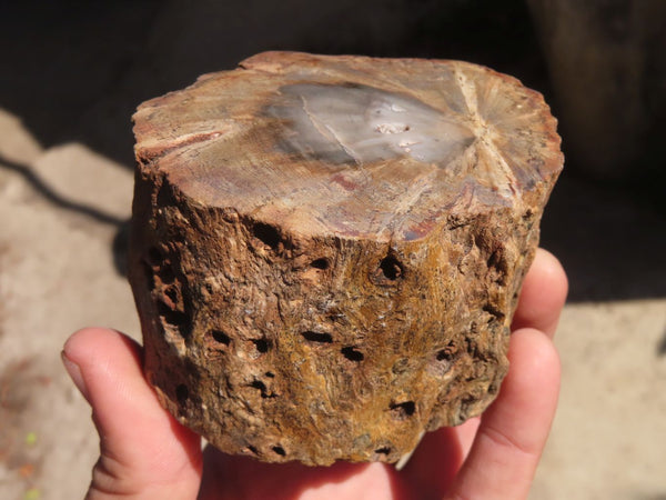 Polished Petrified Wood Branch Pieces x 2 From Gokwe, Zimbabwe