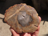 Polished Petrified Wood Branch Pieces x 2 From Gokwe, Zimbabwe