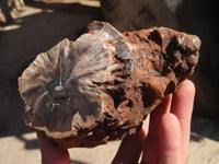 Polished Petrified Wood Branch Pieces x 2 From Gokwe, Zimbabwe