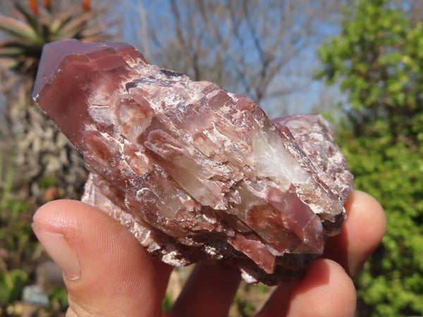 Natural Red Hematoid Quartz Specimens x 12 From Karoi, Zimbabwe