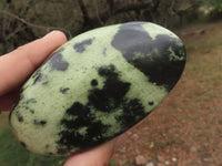 Polished Leopard Stone Free Forms  x 5 From Zimbabwe - TopRock