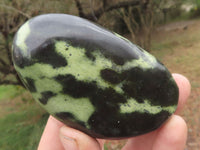 Polished Leopard Stone Free Forms  x 5 From Zimbabwe - TopRock