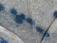 Polished Unique Blue Spotted Spinel Quartz Standing Leaf Sculptures x 2 From Madagascar - TopRock