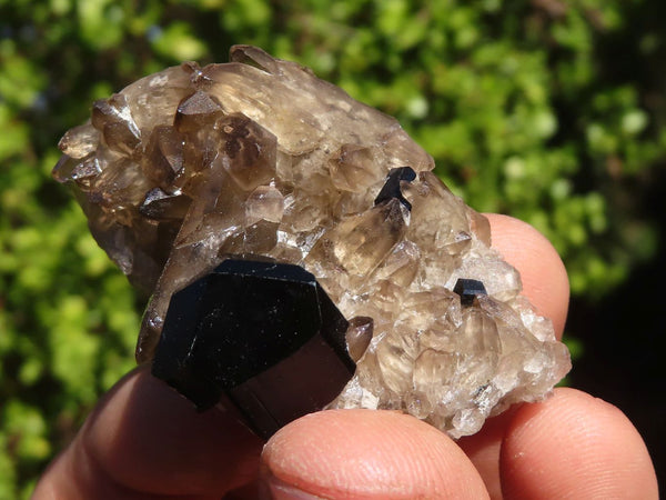 Natural Schorl Black Tourmaline Specimens x 12 From Erongo, Namibia