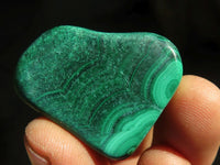 Polished  Small Flower Malachite Free Forms  x 20 From Congo