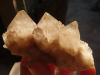 Natural Cascading White Phantom Smokey Quartz Crystals x 12 From Luena, Congo