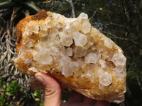 Natural Large Golden Limonite / Lemonite Quartz Clusters x 2 From Zambia - Toprock Gemstones and Minerals 