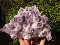 Natural Sugar Amethyst Cluster x 1 From Zambia