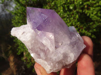 Natural Single Jacaranda Amethyst Crystals  x 12 From Zambia - Toprock Gemstones and Minerals 