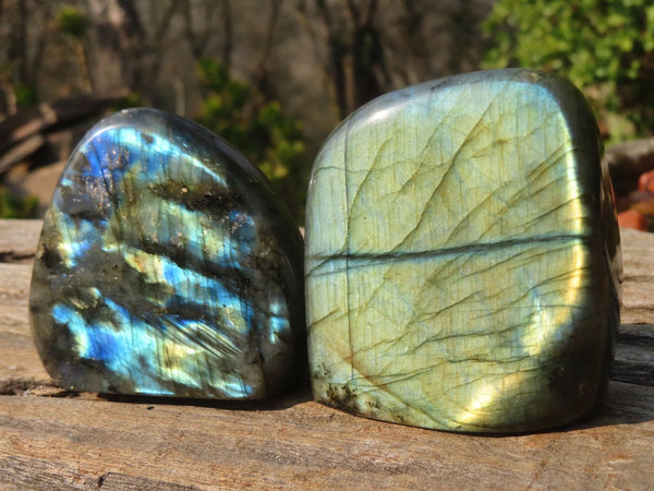 Polished Labradorite Standing Free Forms  x 6 From Tulear, Madagascar