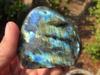 Polished Labradorite Standing Free Forms  x 6 From Tulear, Madagascar