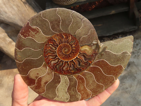 Polished Ammonite Fossils (One Pair) x 3 From Madagascar