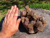 Natural Smokey Phantom Cluster x 1 From Lwena, Congo - TopRock