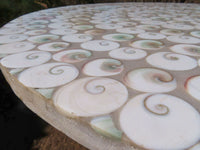 Polished Extra Large Fossil Shell Table Top x 1 From Madagascar