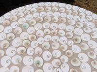 Polished Extra Large Fossil Shell Table Top x 1 From Madagascar