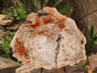 Polished Extra Large Petrified Podocarpus Wood Fossil Slice With Custom Metal Stand x 2 From Madagascar - TopRock