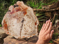 Polished Extra Large Petrified Podocarpus Wood Fossil Slice With Custom Metal Stand x 2 From Madagascar - TopRock