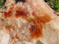 Polished Extra Large Petrified Podocarpus Wood Fossil Slice With Custom Metal Stand x 2 From Madagascar - TopRock