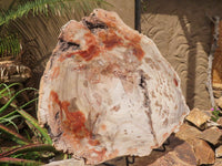 Polished Extra Large Petrified Podocarpus Wood Fossil Slice With Custom Metal Stand x 2 From Madagascar - TopRock