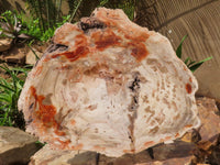 Polished Extra Large Petrified Podocarpus Wood Fossil Slice With Custom Metal Stand x 2 From Madagascar - TopRock