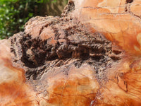 Polished Extra Large Petrified Podocarpus Wood Fossil Slice With Custom Metal Stand x 2 From Madagascar - TopRock