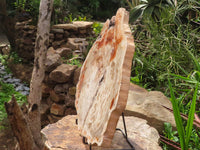 Polished Extra Large Petrified Podocarpus Wood Fossil Slice With Custom Metal Stand x 2 From Madagascar - TopRock