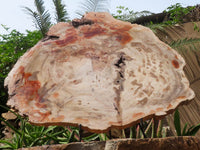 Polished Extra Large Petrified Podocarpus Wood Fossil Slice With Custom Metal Stand x 2 From Madagascar - TopRock