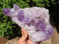 Natural Jacaranda Amethyst Quartz Cluster  x 1 From Zambia - Toprock Gemstones and Minerals 