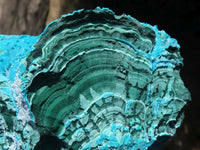 Natural Blue Chrysocolla On Silky Malachite Matrix Specimens  x 2 From Kulukuluku, Congo - Toprock Gemstones and Minerals 