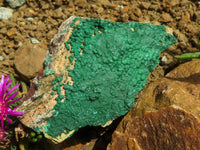 Natural Micro Botryoidal Crystalline Malachite Specimens  x 6 From Tenke Fungurume, Congo - TopRock