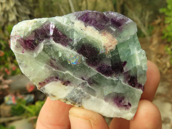 Polished  Watermelon Fluorite Slices  x 12 From Uis, Namibia