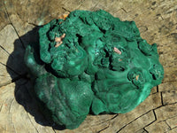 Natural Botryoidal Malachite Floater Nodule Specimen x 1 From Kolwezi, Congo - TopRock